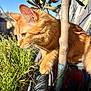 cat, orange_cat, tabby, plant, balcony, tree, greenery, sunlight, outdoor, animal, whiskers, fur, nature, closeup, curious, pet, daylight, blue_sky, background, focus