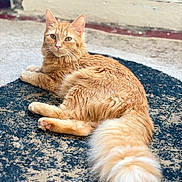 Ysée a rejoint le concours — aidez-le/la à gagner de superbes lots ! cat, orange_cat, fluffy_tail, pet, animal, fur, relaxing, indoor, curious, looking_at_camera, floor_rug, textured_rug, cozy, feline, whiskers, ears, paws, tail, resting, cute