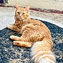 cat, orange_cat, fluffy_tail, pet, animal, fur, relaxing, indoor, curious, looking_at_camera, floor_rug, textured_rug, cozy, feline, whiskers, ears, paws, tail, resting, cute
