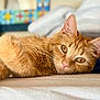 cat, orange_tabby, pet, animal, laying_down, close_up, fur, whiskers, ears, eyes, indoor, bed, blanket, soft, relaxed, comfort, cute, domestic_cat, resting, feline