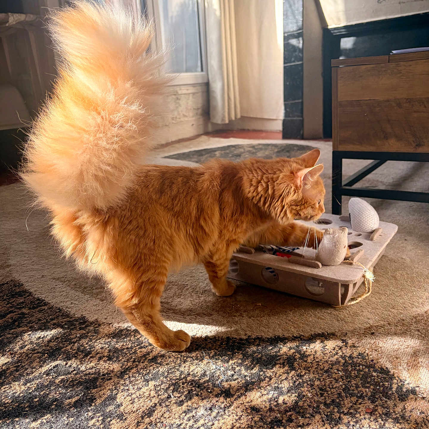 Ysée participe au concours pour gagner de l'argent avec cette photo : carpet, cat, cozy, curtains, floor, fluffy_tail, furniture, home, indoor, mammal, orange_cat, paw, pet, playful, puzzle_toy, shadow, sunlight, whiskers, window, wooden_table