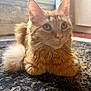 cat, orange_cat, fluffy, indoor, window, curious, pets, animal, feline, whiskers, ears, tail, fur, closeup, resting, carpet, domestic, cute, mammal, house