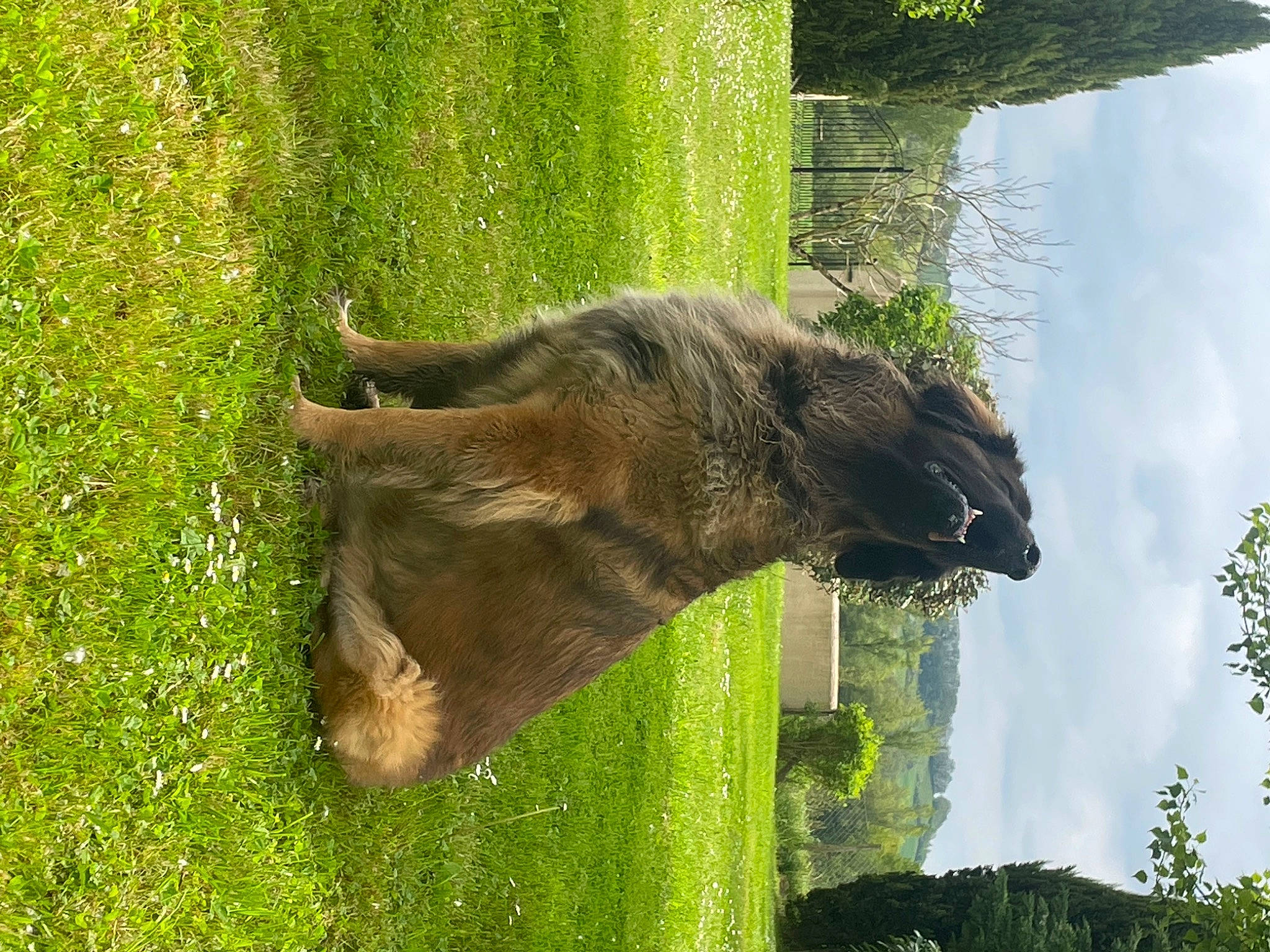 Pashka participe au concours pour gagner de l'argent avec cette photo : cloud, fawn, grass, grassland, green, groundcover, landscape, livestock, pack_animal, pasture, plant, sky, snout, terrestrial_animal, tree, trunk, vegetation, wildlife, wood, working_animal