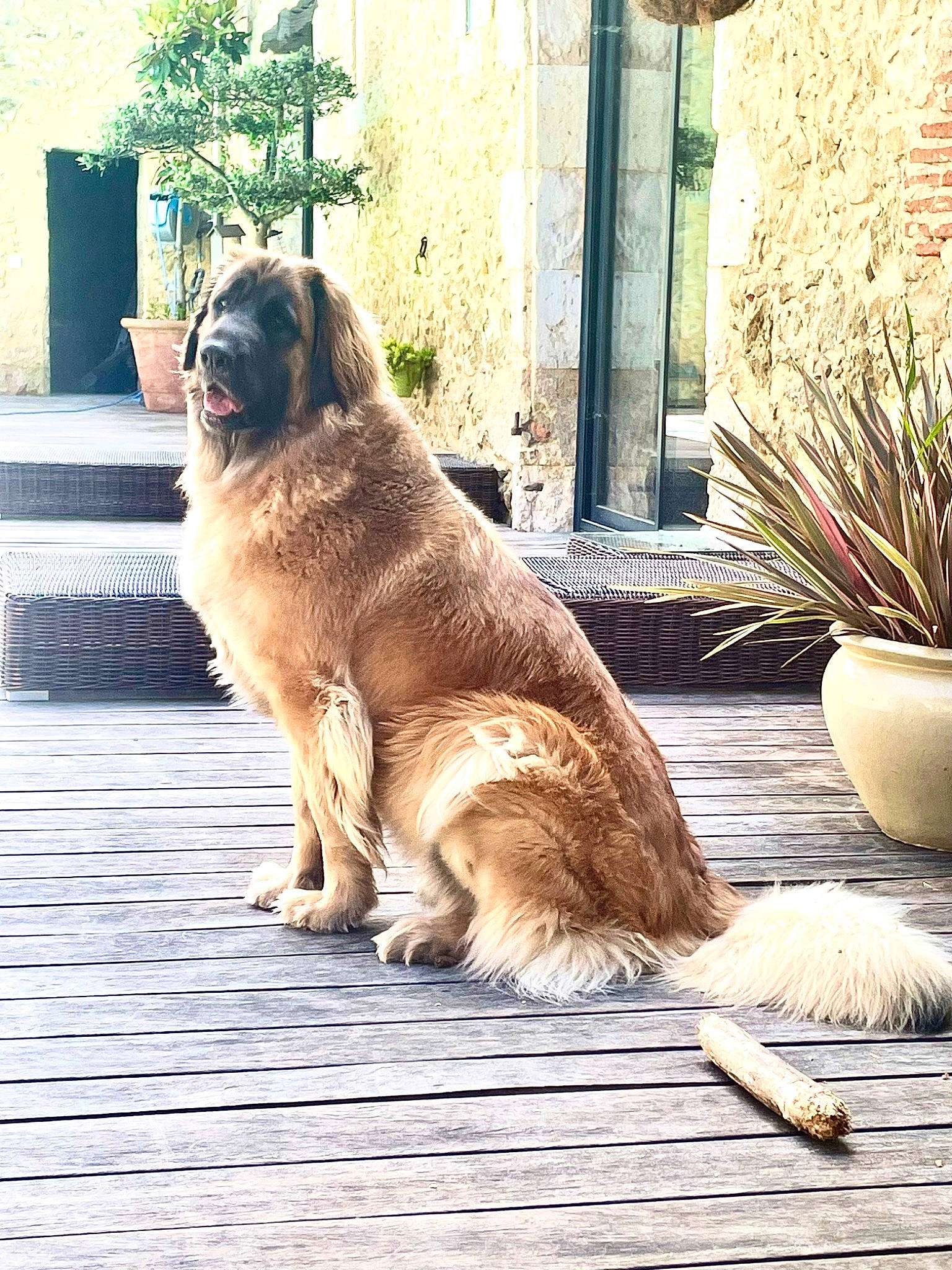 Slava a rejoint le concours — aidez-le/la à gagner de superbes lots ! canidae, carnivore, companion_dog, dog, dog_breed, door, fawn, flooring, flowerpot, grass, hardwood, houseplant, plant, snout, tail, terrestrial_animal, tints_and_shades, tree, window, wood