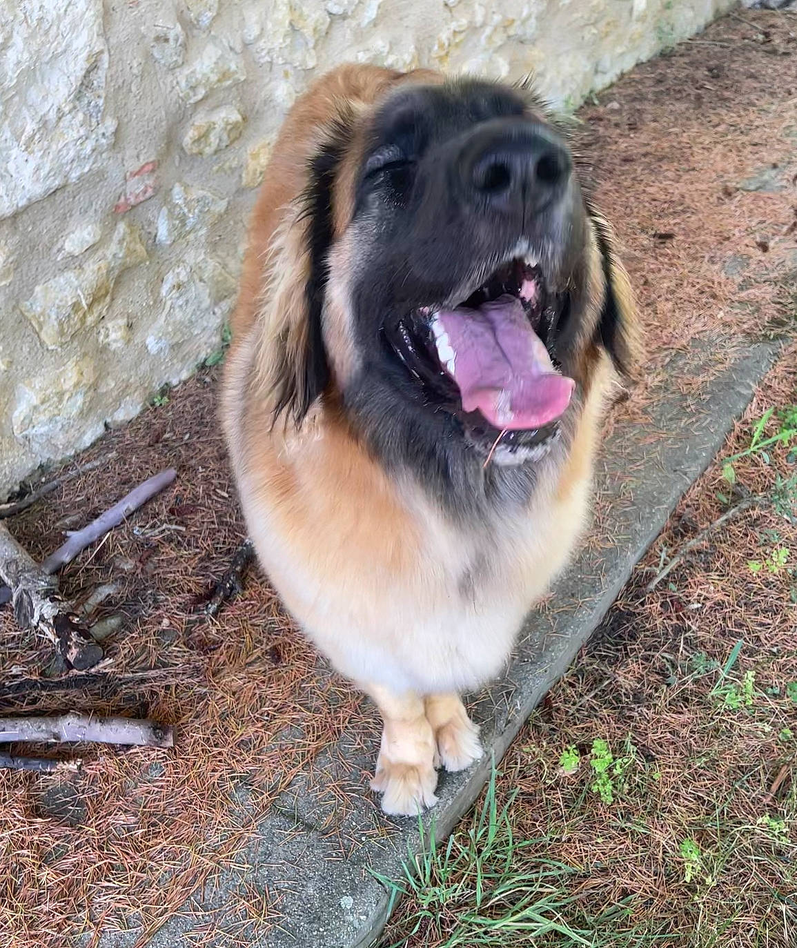 Slava participe au concours pour gagner de l'argent avec cette photo : ancient_dog_breeds, canidae, carnivore, companion_dog, dog, dog_breed, fang, fawn, fur, grass, herding_dog, paw, soil, sporting_group, terrestrial_animal, whiskers, working_dog