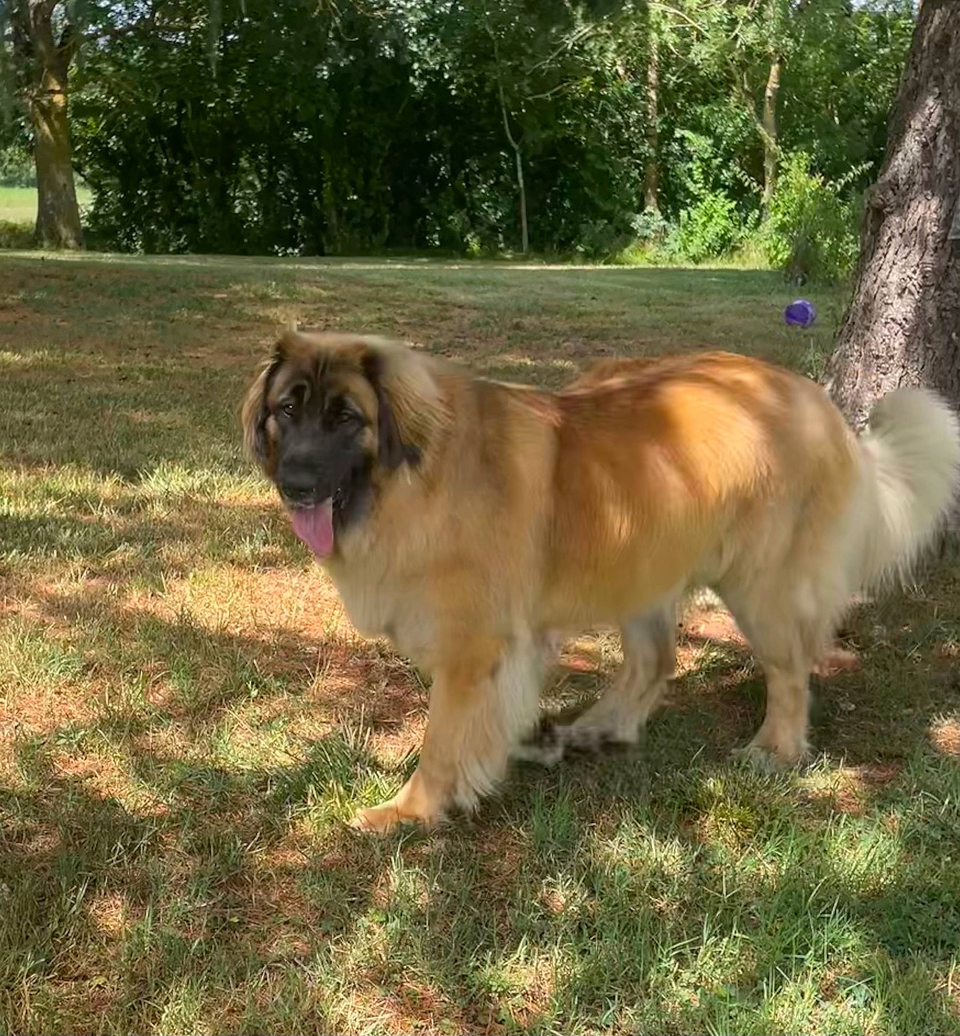Slava a rejoint le concours — aidez-le/la à gagner de superbes lots ! canidae, carnivore, companion_dog, dog, dog_breed, estrela_mountain_dog, fawn, fur, garden_hose, grass, leonberger, liver, plant, snout, sporting_group, tail, terrestrial_animal, tree, working_animal, working_dog