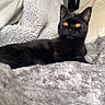 black_cat, blanket, cat, close_up, couch, cozy, ears, fur, gray_blanket, indoor, living_room, looking_at_camera, lounging, pet, pillow, portrait, relaxed, soft_texture, whiskers, yellow_eyes