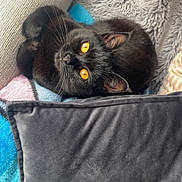 Swiftie participe au concours pour gagner de l'argent avec cette photo : black_cat, cat, amber_eyes, cozy, blanket, cushion, soft_texture, feline, pet, indoor, resting, curious, fur, whiskers, relaxed, close_up, domestic_animal, warm, comfort, cute