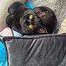 black_cat, cat, amber_eyes, cozy, blanket, cushion, soft_texture, feline, pet, indoor, resting, curious, fur, whiskers, relaxed, close_up, domestic_animal, warm, comfort, cute