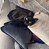 Swiftie a rejoint le concours — aidez-le/la à gagner de superbes lots ! black_cat, cat, pet, animal, yellow_eyes, couch, pillow, blanket, cozy, indoor, relaxing, fur, whiskers, curious, resting, soft_texture, home, furniture, domestic, cute