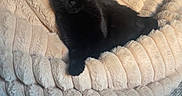 Swiftie participe au concours pour gagner de l'argent avec cette photo : black_cat, cat, pet, animal, feline, yellow_eyes, indoor, blanket, plush, cozy, relaxed, fur, resting, comfort, home, carpet, sunlight, texture, cute, domestic_animal