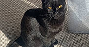 Swiftie a rejoint le concours — aidez-le/la à gagner de superbes lots ! animal, black_cat, carpet, cat, curtain, cushion, domestic_cat, feline, fur, indoor, looking_up, pet, pink_cushion, shadow, sitting, sunlight, texture, whiskers, window_light, yellow_eyes