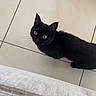 Swiftie a rejoint le concours — aidez-le/la à gagner de superbes lots ! black_cat, cat, yellow_eyes, floor, tile_floor, curious, pet, animal, whiskers, indoor, looking_up, feline, domestic_cat, small_animal, cute, black_fur, mammal, close_up, side_view, curiosity