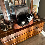 Napoleon participe au concours pour gagner de l'argent avec cette photo : antique, black_and_white_cat, bronze_bust, cat, cozy, decorative_items, door, furniture, indoor, leather_bag, mirror, painting, reflection, resting_cat, shadow, sunlight, vintage_decor, wooden_chest, wooden_floor, wooden_sculpture