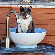 Blue joined the competition — help win amazing prizes! cat, sink, faucet, wooden_wall, yellow_eyes, black_and_white_cat, domestic_cat, pet, curious, sitting, indoor, plumbing, household, furniture, closeup, portrait, animal, feline, still_life, rustic