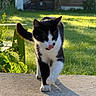 cat, black_and_white, outdoor, sunlight, greenery, grass, concrete, walking, tongue_out, shadow, nature, pet, animal, summer, daylight, feline, whiskers, ears, tail, cute