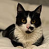 cat, black_and_white, feline, pet, animal, close_up, portrait, whiskers, ears, golden_eyes, fur, lying_down, soft_background, indoor, cozy, focused, cute, domestic_cat, resting, muzzle