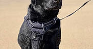 Shadow participe au concours pour gagner de l'argent avec cette photo : dog, black_labrador, sitting, beach, sand, harness, outdoor, pet, canine, sunny, leash, animal, portrait, nature, calm, side_view, daylight, mammal, alone, looking_away