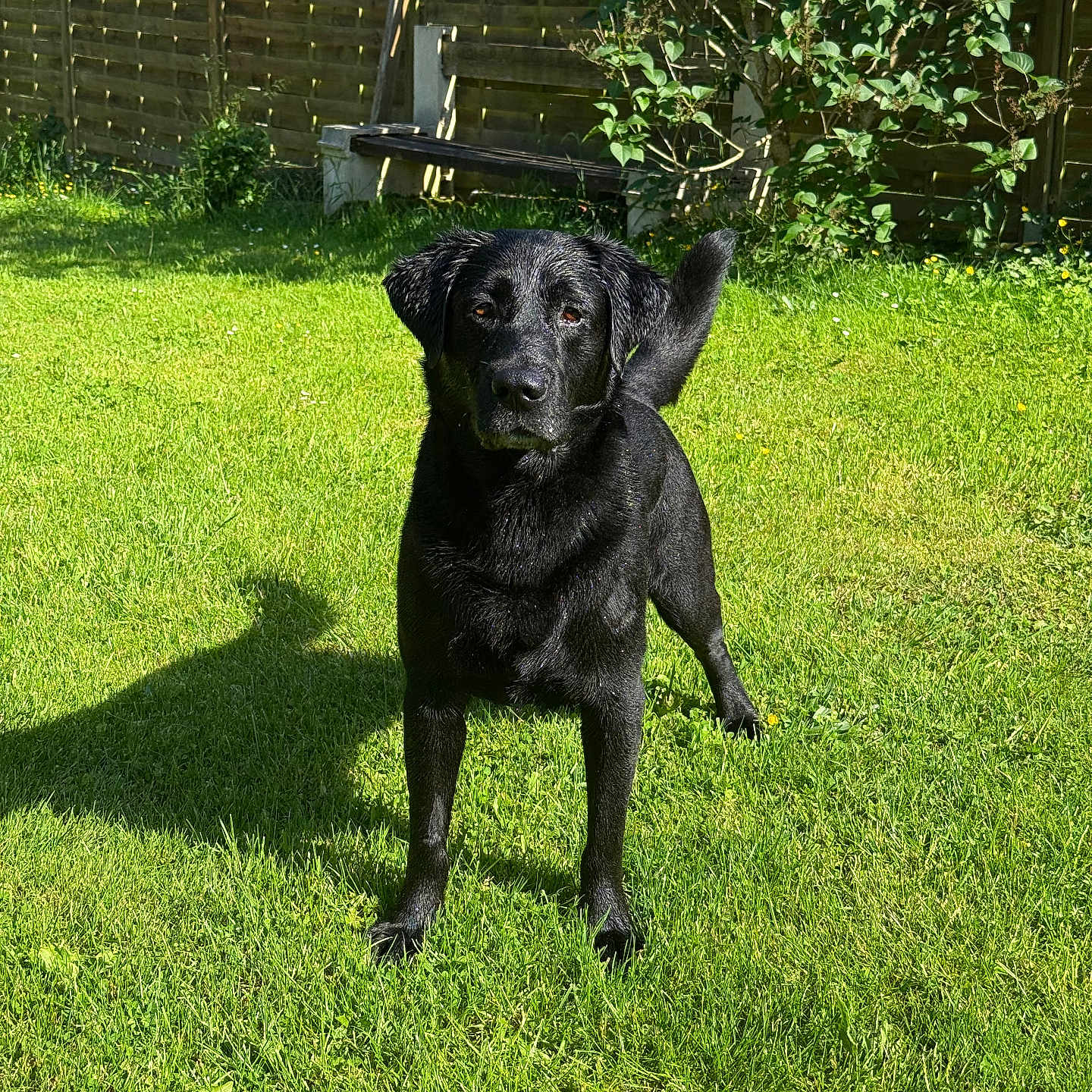 Shadow