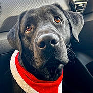 Shadow a rejoint le concours — aidez-le/la à gagner de superbes lots ! dog, black_dog, pet, canine, bandana, red_bandana, holiday, car_interior, window, seat, fur, ears, nose, whiskers, close_up, portrait, looking_up, animal, domestic_animal, companion