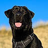 Shadow participe au concours pour gagner de l'argent avec cette photo : dog, black_dog, canine, pet, animal, outdoor, harness, tongue_out, happy, portrait, nature, grass, sky, daylight, closeup, muzzle, ears, fur, friendly, companion