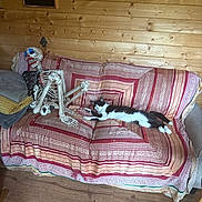 Loki joined the competition — help win amazing prizes! cat, skeleton, couch, blanket, wooden_wall, clock, indoor, floor, decoration, relaxing, striped_pattern, furniture, pet, home, resting, animal, black_and_white, living_room, cozy, quiet