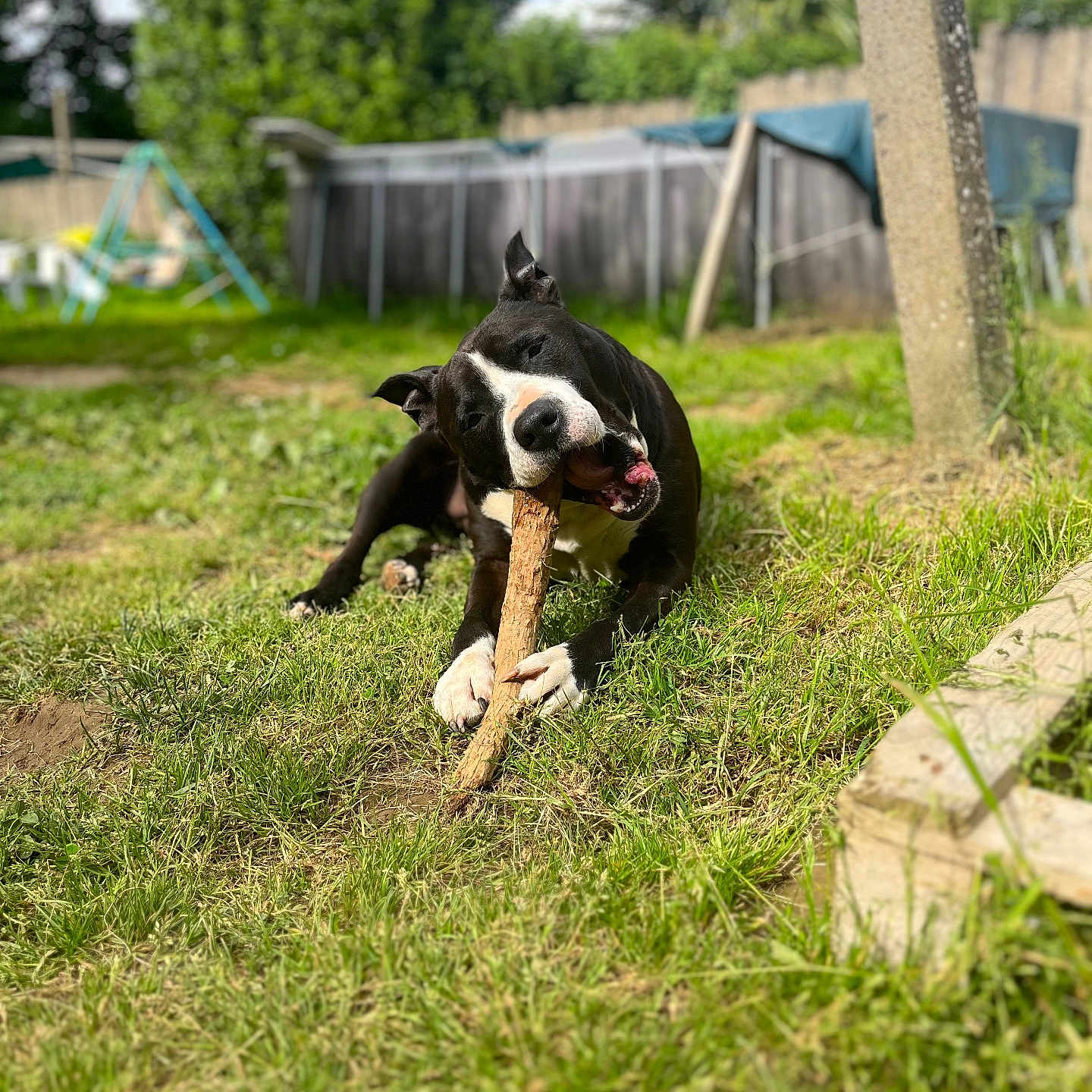 Spyke a rejoint le concours — aidez-le/la à gagner de superbes lots ! animal, architecture, backyard, building, canine, dog, grass, green, lawn, nature, outdoors, pet, plant, playarea, puppy, shelter, summer, tree, vegetation, yard