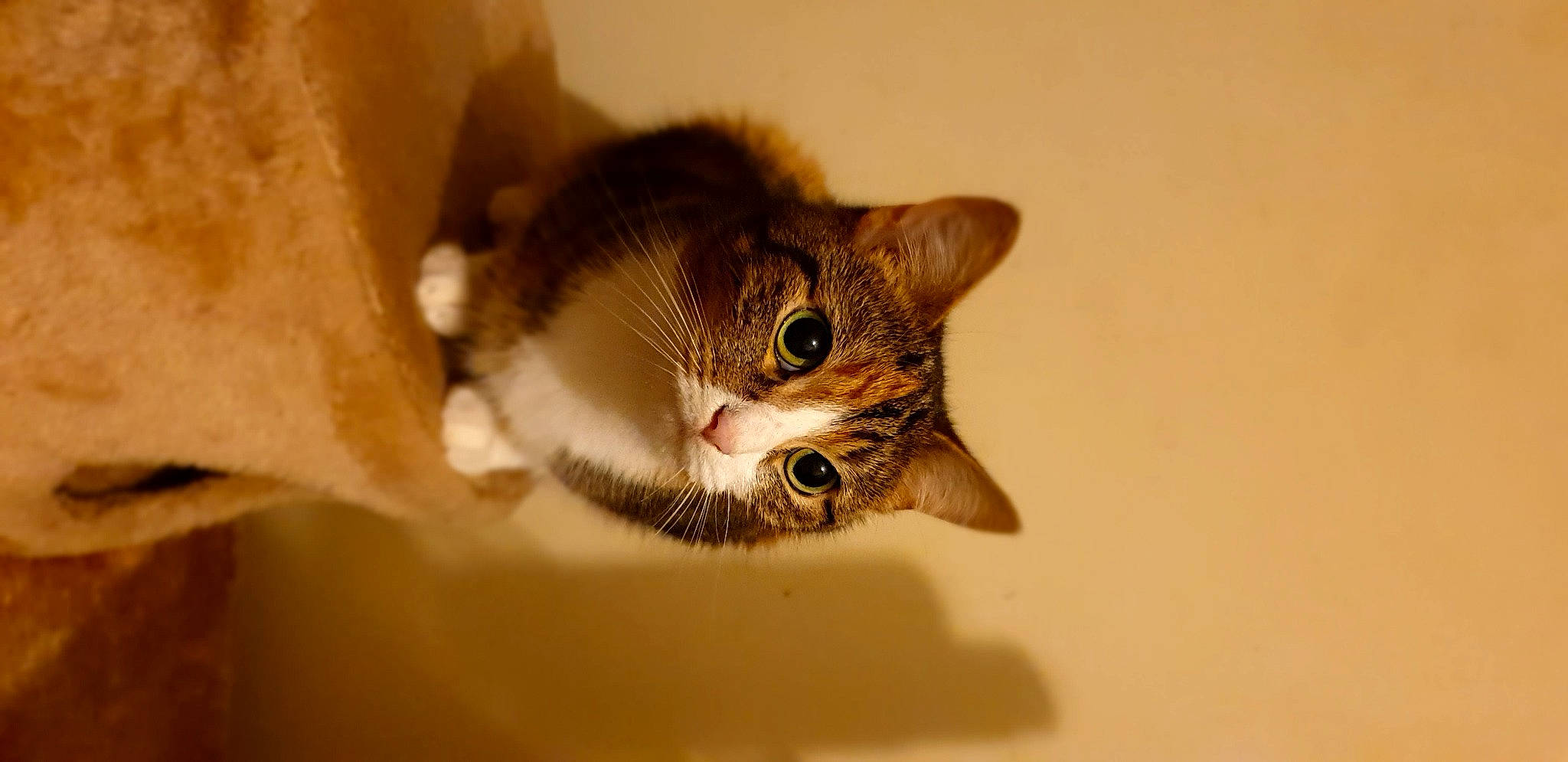 Dahlila joined the competition — help win amazing prizes! aegean_cat, american_wirehair, asian, carnivore, cat, chausie, domestic_short_haired_cat, european_shorthair, eye, fawn, felidae, fur, kitten, mammal, ojos_azules, singapura, small_to_medium_sized_cats, snout, tabby_cat, whiskers