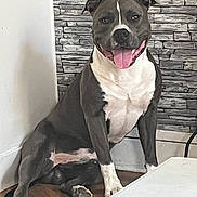 Rio a rejoint le concours — aidez-le/la à gagner de superbes lots ! dog, pitbull, sitting, indoor, stone_wall, tongue_out, happy, pet, floor, corner, white_wall, paw, canine, smiling, domestic_animal, animal, fur, companion, house, relaxed