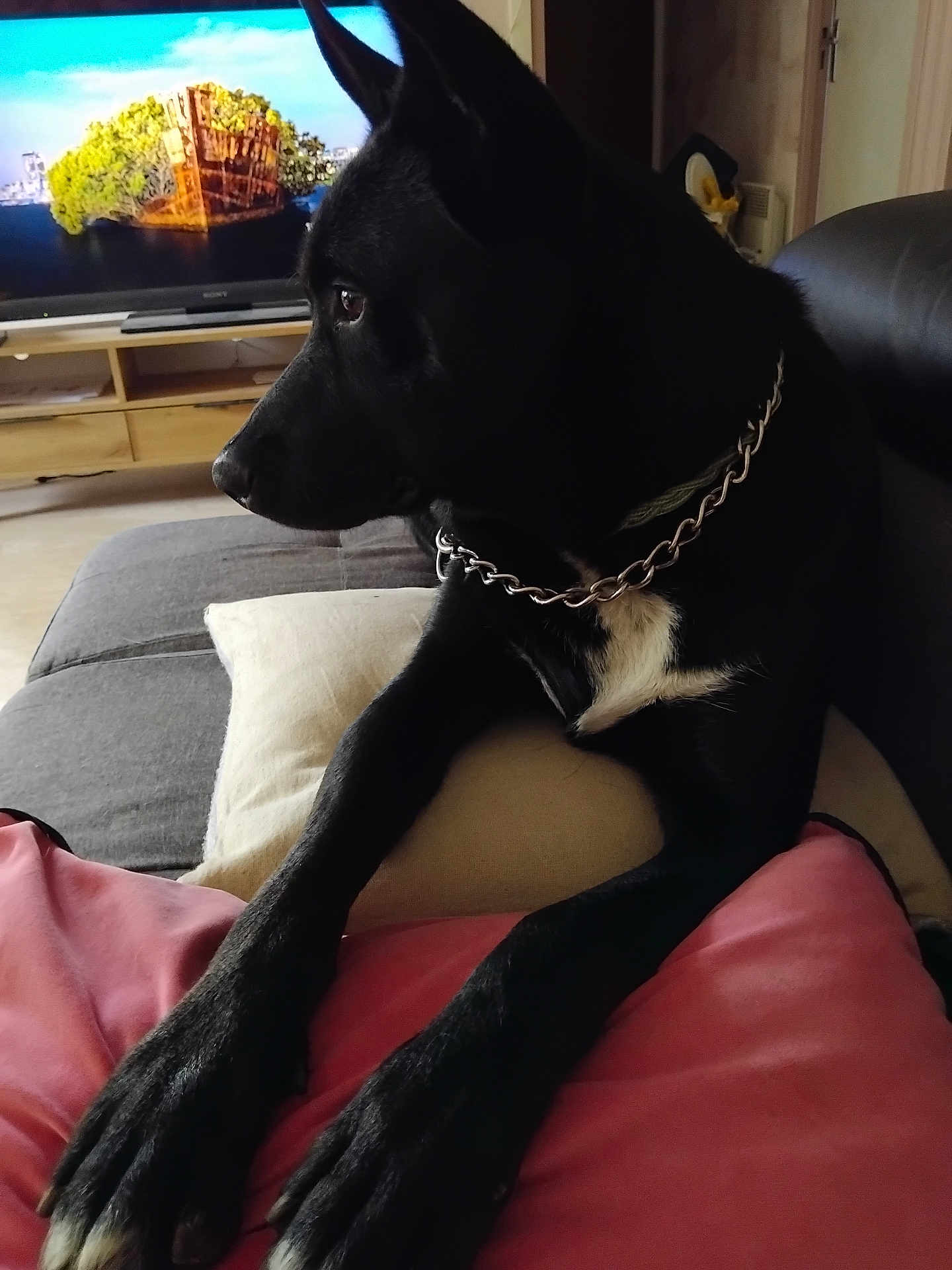 Vito participe au concours pour gagner de l'argent avec cette photo : attentive, black_dog, chain_collar, close_up, couch, cushion, dog, fur, furniture, indoor, living_room, looking_left, muzzle, paws, pet, pillow, portrait, relaxed, television, white_chest_marking