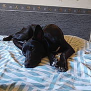 Vito participe au concours pour gagner de l'argent avec cette photo : bed, bedding, bedroom, black_dog, collar, dog, domestic_animal, ear, gaze, head, indoor, lying_down, paw, pet, relaxed, resting, sleepy, snout, striped_sheet, wallpaper