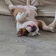 Bridget Jones participe au concours pour gagner de l'argent avec cette photo : dog, bulldog, lying_down, upside_down, paw, floor, wood_floor, pet, animal, cute, relaxed, sleeping, indoor, brown, white, fur, canine, resting, companion, domestic