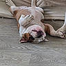 dog, bulldog, lying_down, upside_down, paw, floor, wood_floor, pet, animal, cute, relaxed, sleeping, indoor, brown, white, fur, canine, resting, companion, domestic