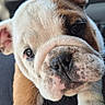 Bridget Jones participe au concours pour gagner de l'argent avec cette photo : bulldog, puppy, dog, pet, close_up, face, paw, animal, cute, indoors, car, seat, window, resting, young, fur, portrait, mammal, companion, domestic_animal