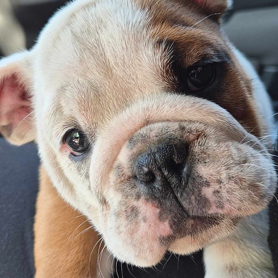 Bridget Jones participe au concours pour gagner de l'argent avec cette photo : bulldog, puppy, dog, pet, close_up, face, paw, animal, cute, indoors, car, seat, window, resting, young, fur, portrait, mammal, companion, domestic_animal