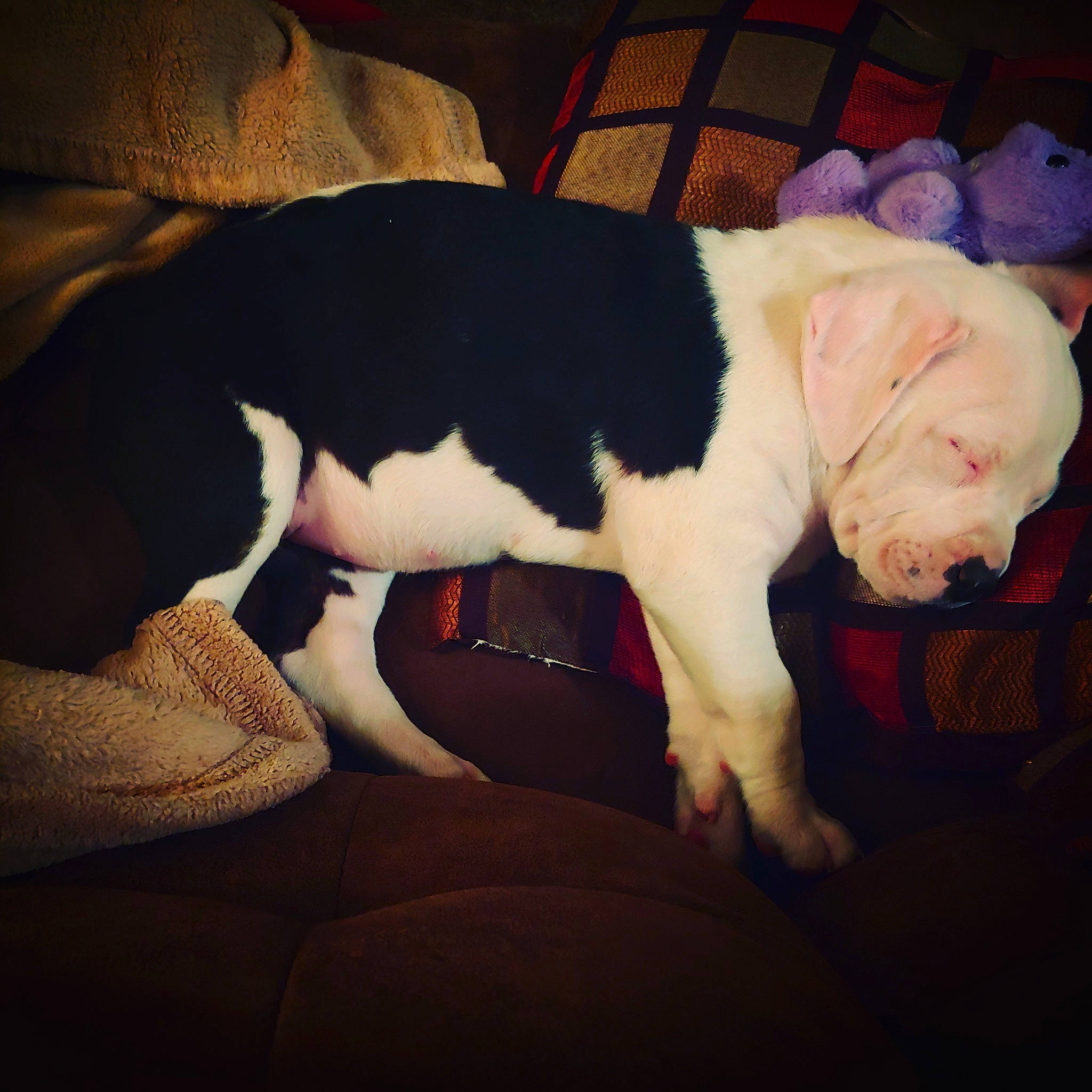 Maya is registered to the contest to win money with this photo: american_bulldog, australian_bulldog, canidae, carnivore, companion_dog, dog, dog_breed, ear, fawn, mammal, non_sporting_group, olde_english_bulldogge, puppy, puppy_love, snout, sporting_group, tail, valley_bulldog, vertebrate