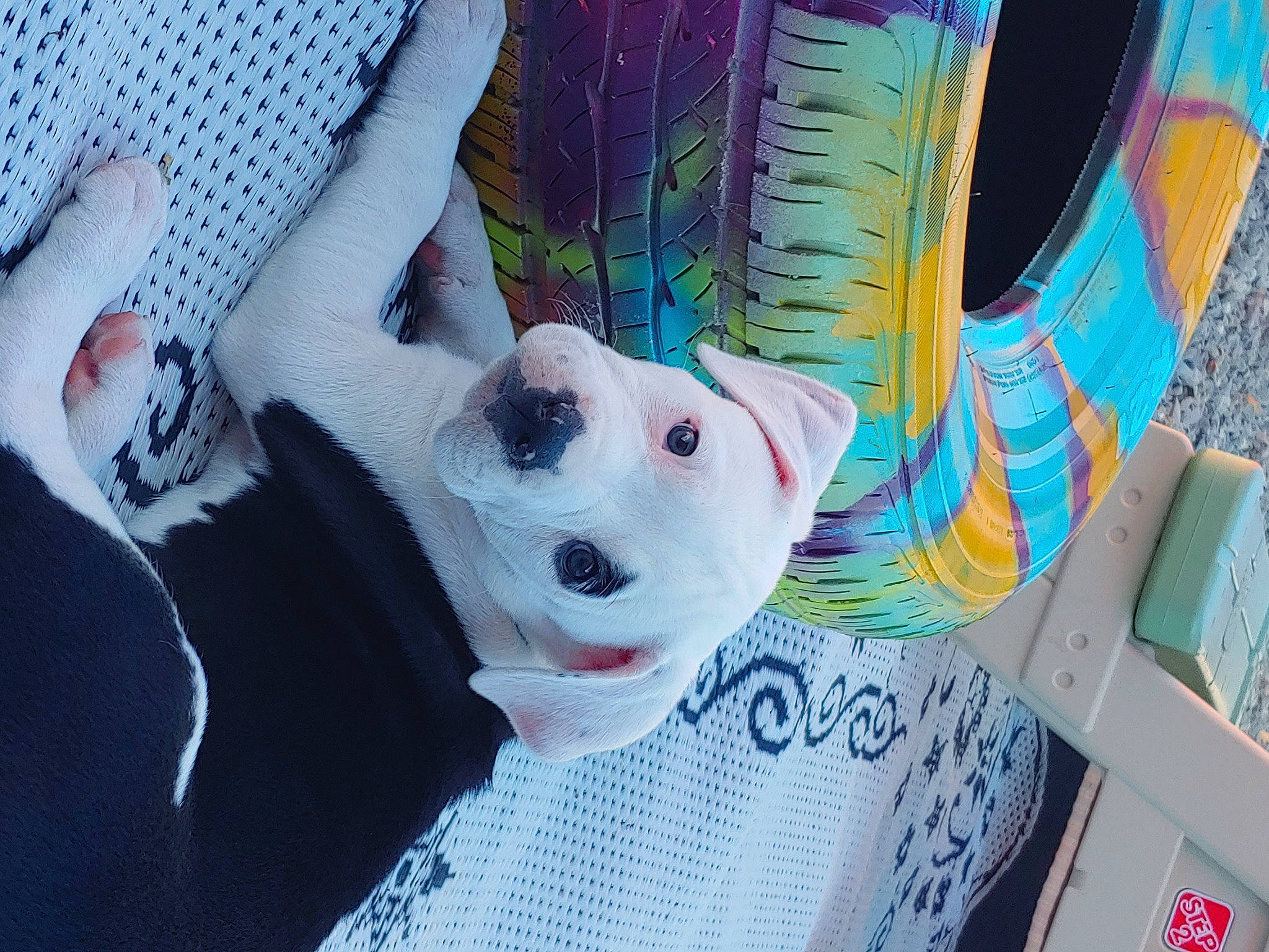 Maya is registered to the contest to win money with this photo: art, blue, canidae, carnivore, cool, dog, dog_breed, head, illustration, non_sporting_group, snout