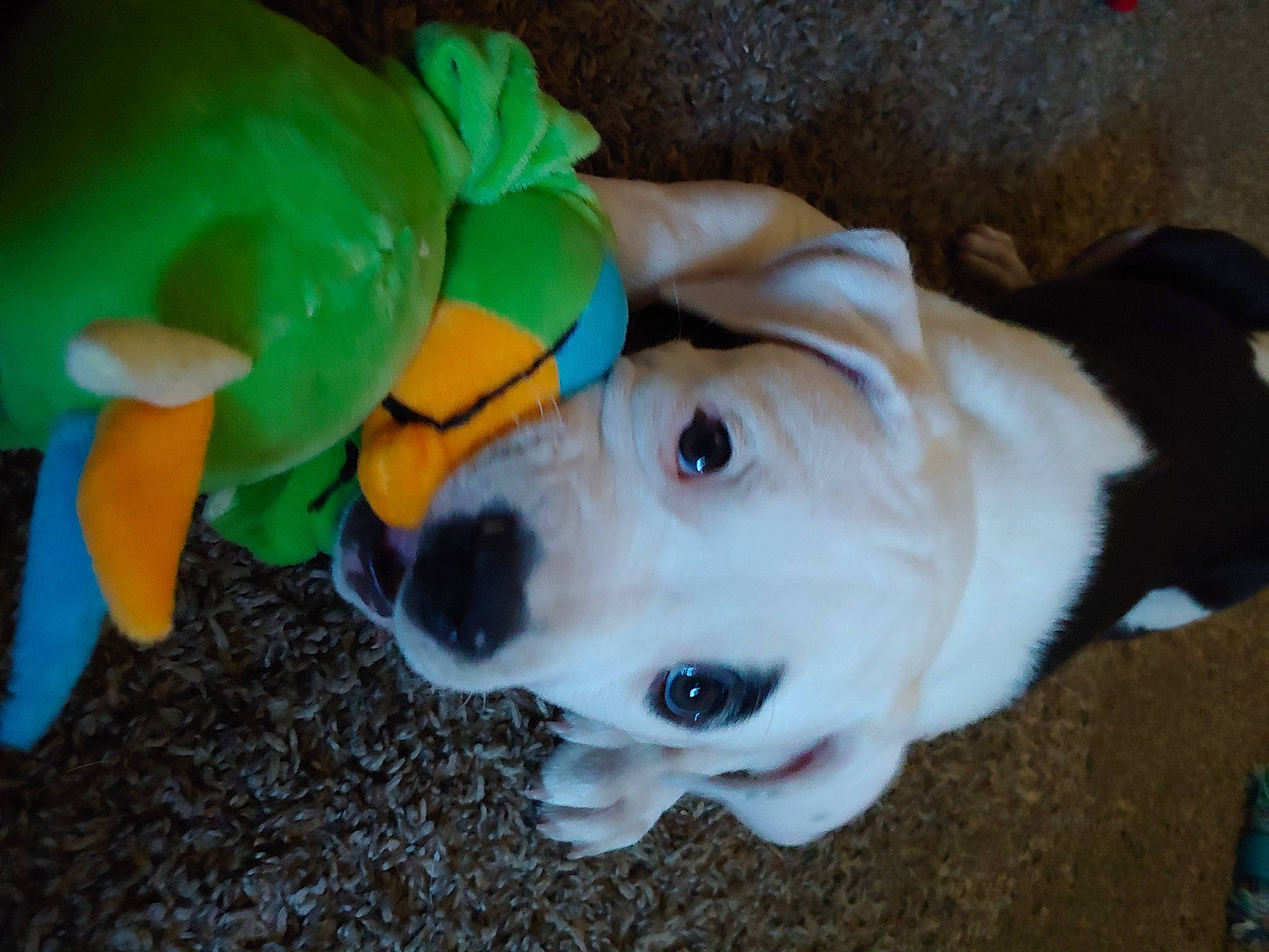 Maya joined the competition — help win amazing prizes! canidae, carnivore, companion_dog, dog, dog_breed, fawn, non_sporting_group, puppy, snout, sporting_group