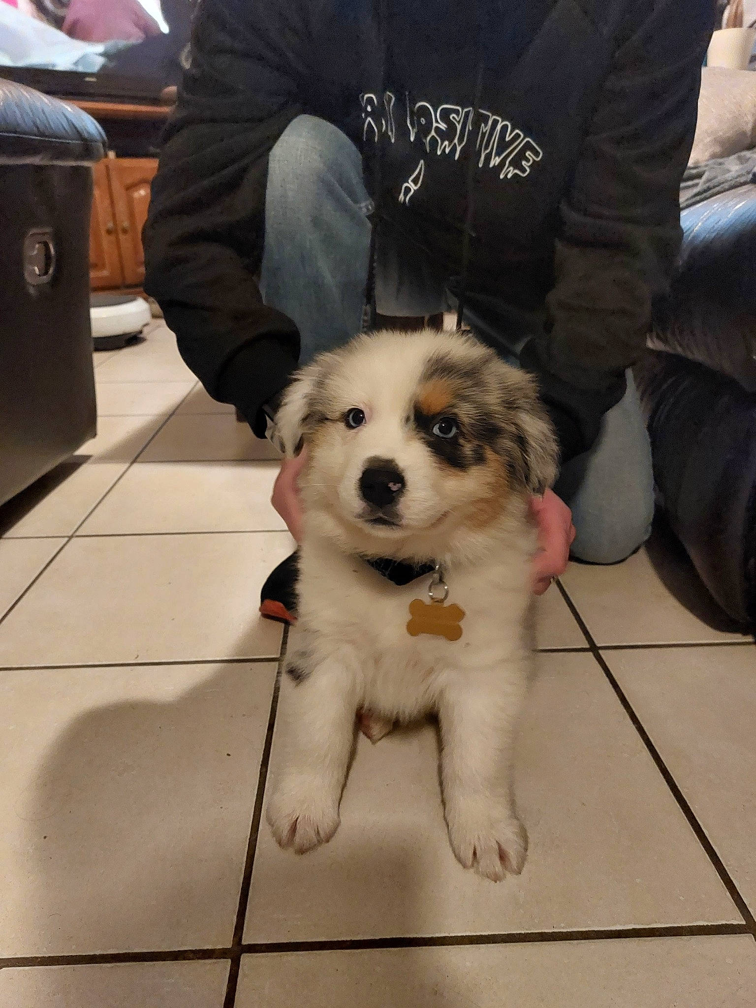 Kumo participe au concours pour gagner de l'argent avec cette photo : bag, carnivore, collar, companion_dog, couch, dog, dog_breed, floor, flooring, fur, herding_dog, luggage_and_bags, paw, sitting, snout, sporting_group, toy_dog, whiskers, working_animal, working_dog