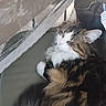 blanket, cat, closeup, couch, cozy, curled_up, ears, feline, fluffy, indoor, longhaired, paws, pet, portrait, resting, sleeping, striped_fur, tabby, whiskers, white_fur