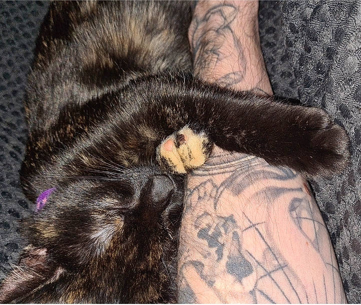 Iris is registered to the contest to win money with this photo: carnivore, cat, claw, comfort, domestic_short_haired_cat, ear, eye, felidae, fur, gesture, human_leg, nap, paw, sleeve, small_to_medium_sized_cats, snout, sporting_group, tail, terrestrial_animal, whiskers