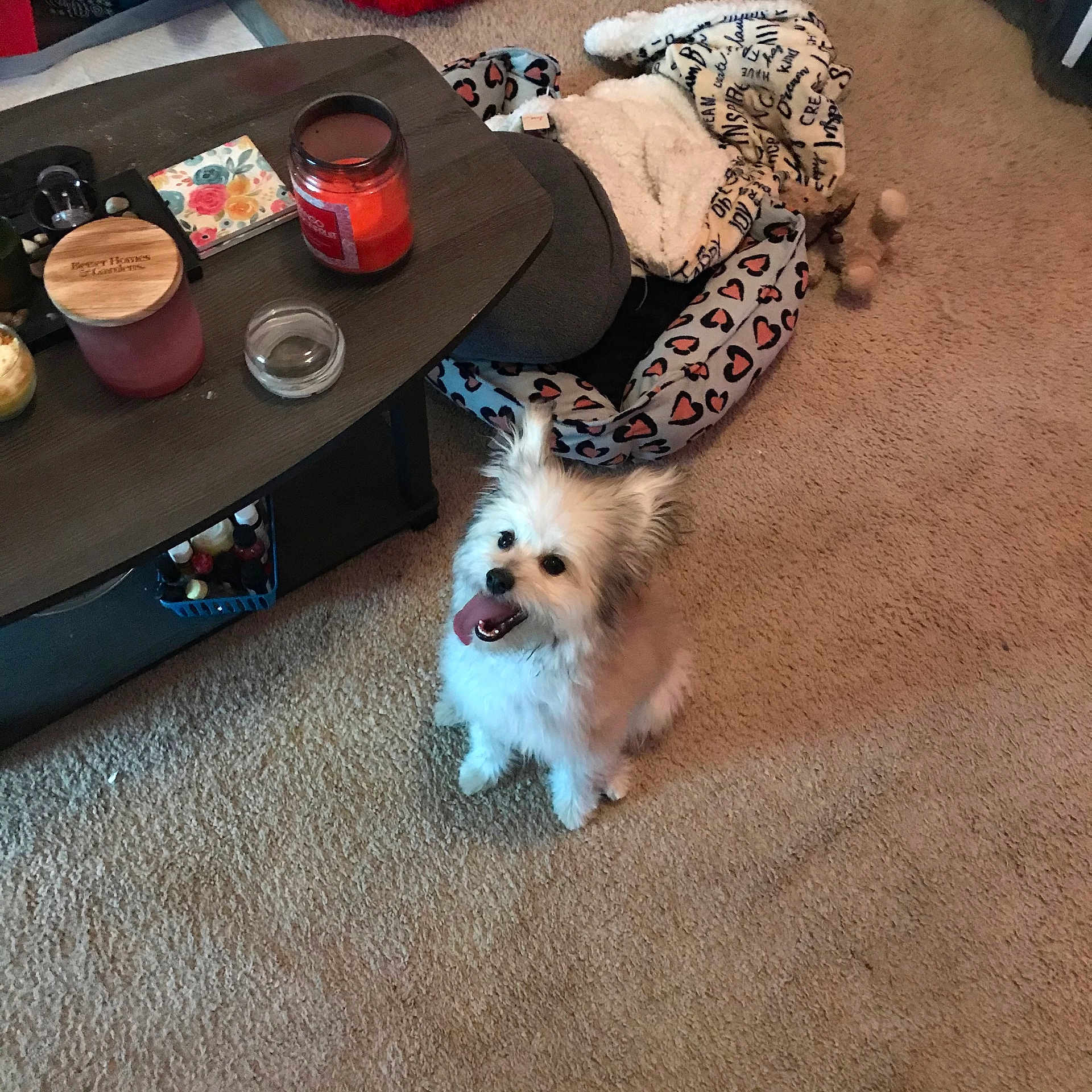 Gizmo is registered to the contest to win money with this photo: candle, carpet, coffee_table, cozy, dog, domestic_animal, floor, fluffy, furniture, happy, heart_pattern, home, indoor, living_room, pet, pet_bed, tabletop, tongue_out, toy, white_dog