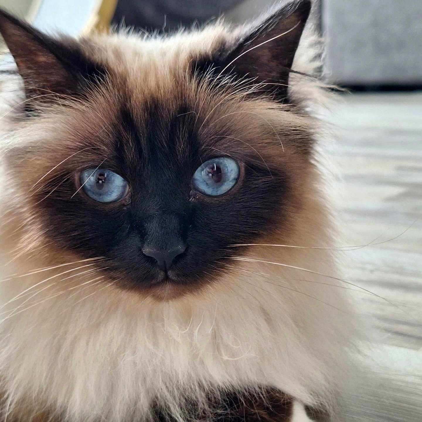 Umy a rejoint le concours — aidez-le/la à gagner de superbes lots ! cat, blue_eyes, fluffy, portrait, indoor, pet, animal, close_up, fur, whiskers, cute, domestic_cat, face, mammal, feline, looking, sitting, household, domestic_animal, eyes