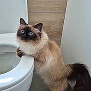 Umy participe au concours pour gagner de l'argent avec cette photo : cat, blue_eyes, fluffy, toilet, bathroom, wooden_paneling, gray_floor, curious, pet, indoor, animal, feline, standing, tail, ears, whiskers, white_toilet, clean, home, domestic