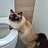 cat, blue_eyes, fluffy, toilet, bathroom, wooden_paneling, gray_floor, curious, pet, indoor, animal, feline, standing, tail, ears, whiskers, white_toilet, clean, home, domestic