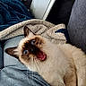 Umy participe au concours pour gagner de l'argent avec cette photo : cat, siamese_cat, blue_eyes, fur, pet, animal, indoor, blanket, couch, cozy, person, lap, feline, surprised_expression, whiskers, ears, mouth_open, home, relaxing, cute