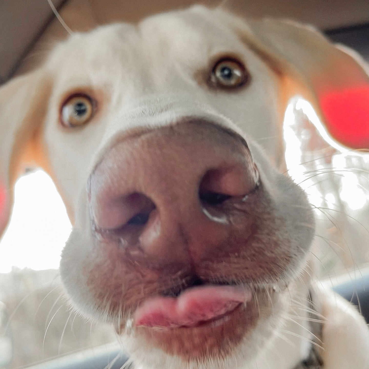 Colt joined the competition — help win amazing prizes! animal, beagle, bodypart, boxer, bulldog, canine, dog, hound, husky, labradorretriever, mouth, person, pet, pitbull, pointer, puppy, snout, teeth, tongue, whitedog