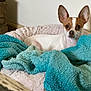 Spot is registered to the contest to win money with this photo: dog, small_dog, chihuahua, pet_bed, blanket, turquoise_blanket, cozy, indoor, resting, ears, fur, animal, companion, cute, looking, comfort, soft_texture, home, relaxed, portrait