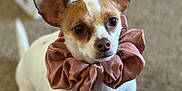 Spot is registered to the contest to win money with this photo: dog, small_dog, chihuahua, scrunchie, accessory, pet, indoor, carpet, brown_and_white, ears, close_up, sitting, looking, animal, cute, domestic_animal, furry, companion, blurred_background, books