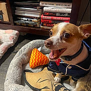 Spot is registered to the contest to win money with this photo: dog, small_dog, pet_bed, toy, orange_toy, indoor, bookshelf, books, floor, happy, jacket, brown_and_white_dog, cozy, home, wooden_floor, sitting, looking_up, ears_up, expression, domestic